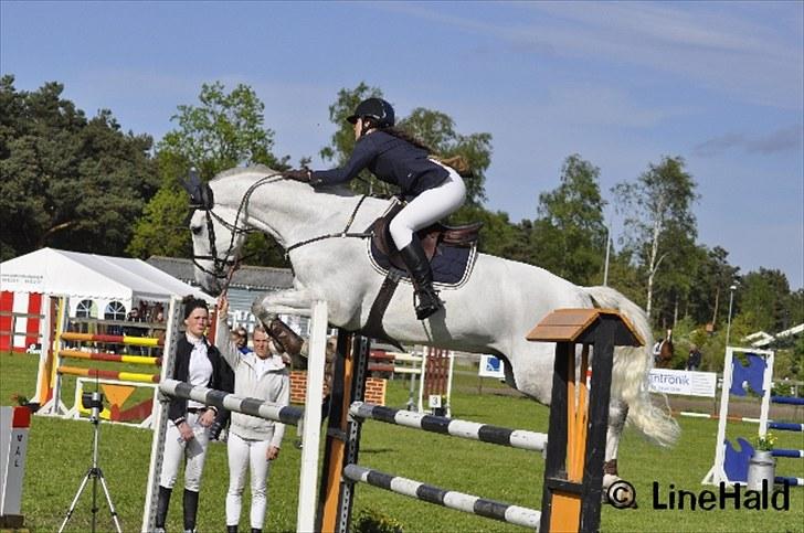 Dansk Varmblod Antares billede 16