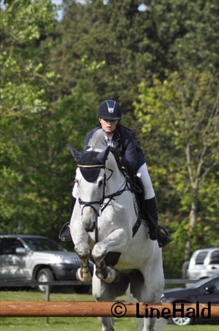 Dansk Varmblod Antares billede 17