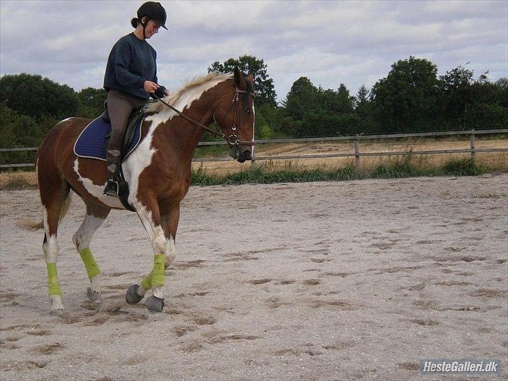 Pinto Elmegårdens Isak SOLGT - HANSENBERG. Fotograf: Simone billede 12