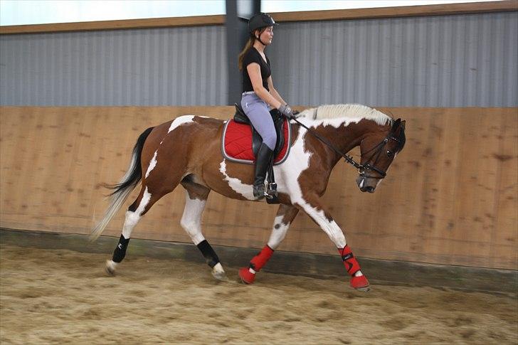 Pinto Elmegårdens Isak SOLGT - 12-07-11 - beriderelev Malisa S Nielsen rider dyret :) billede 13