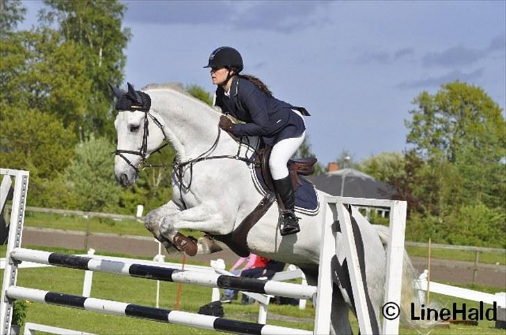 Dansk Varmblod Antares billede 18