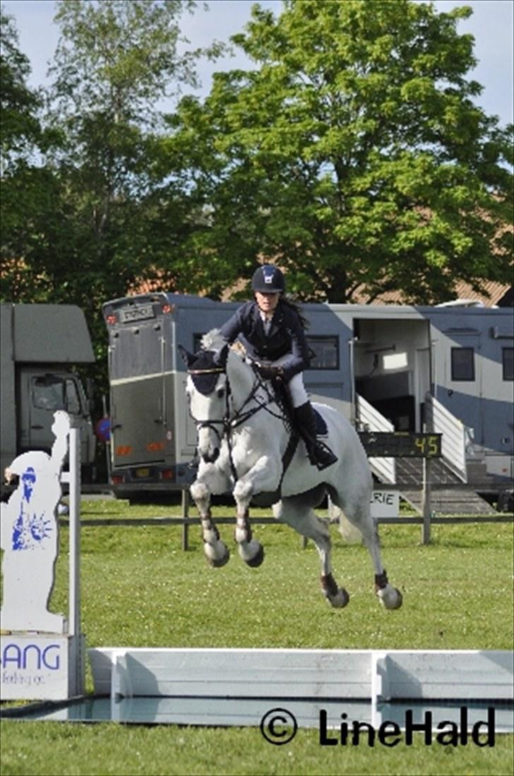 Dansk Varmblod Antares billede 19