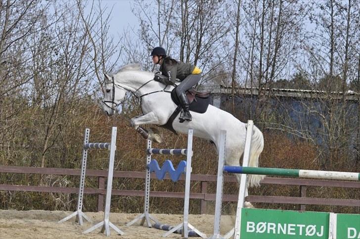 Dansk Varmblod Antares billede 20