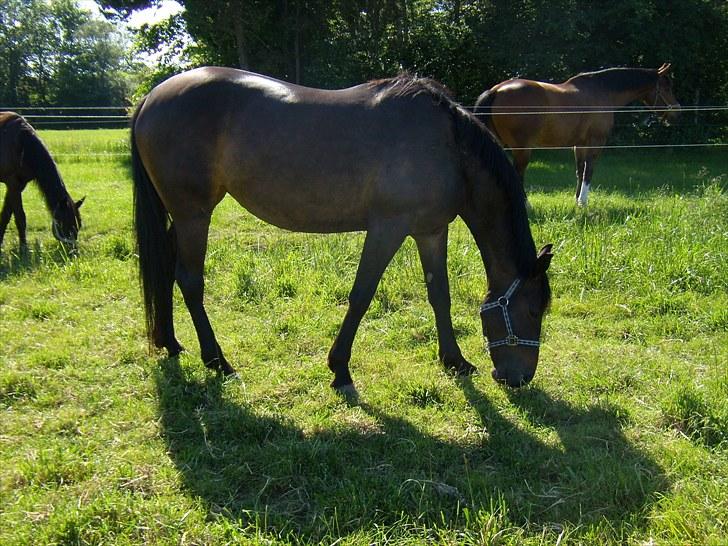 Traver Hippolitta *solgt* - Foldhygge den 17 juni. billede 11