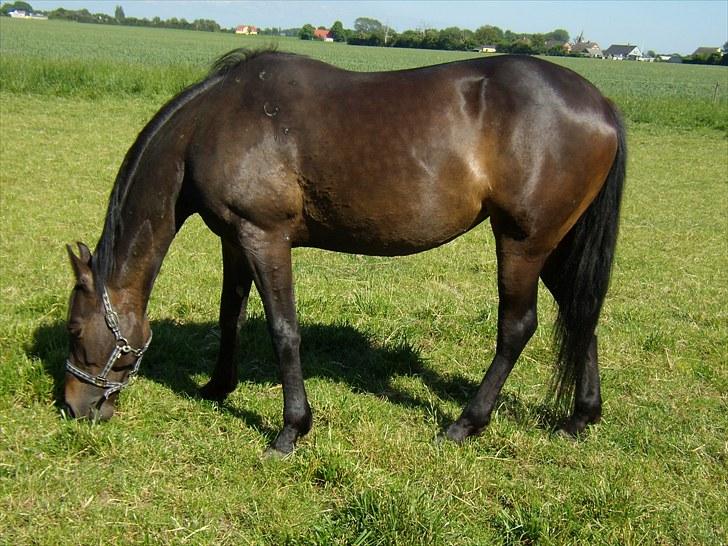 Traver Hippolitta *solgt* - Foldhygge den 17. juni billede 12