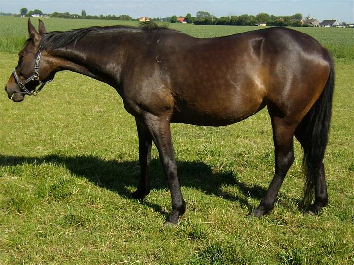 Traver Hippolitta *solgt* - Foldhygge den 17 juni. billede 13