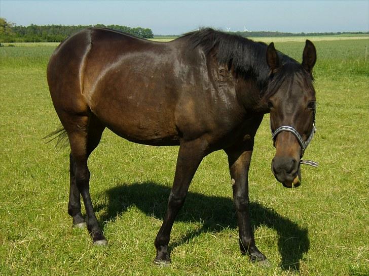 Traver Hippolitta *solgt* - Foldhygge den 17 juni. billede 14