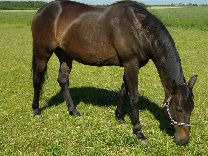 Traver Hippolitta *solgt* - Foldhygge den 17 juni. billede 15