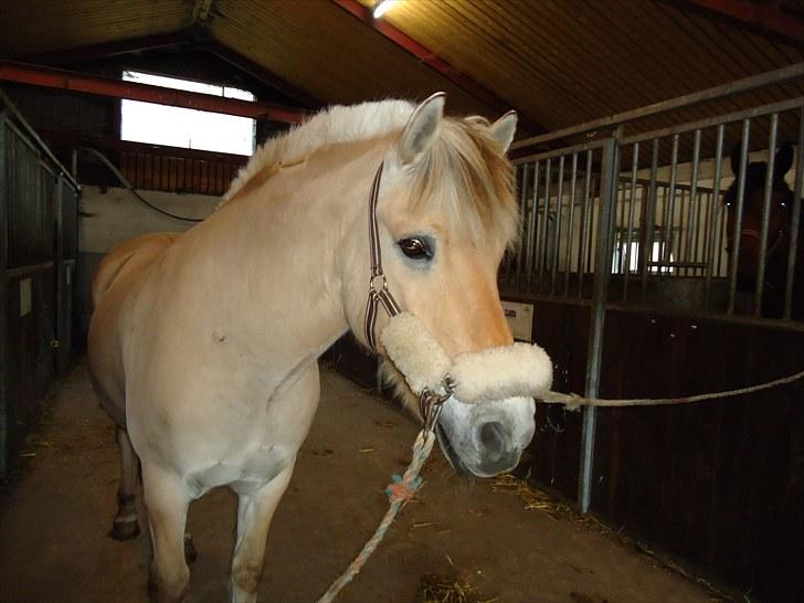 Fjordhest Skarregaardens Bjarke - afslapning før klargøring til stævne! billede 6