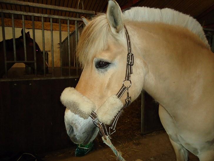 Fjordhest Skarregaardens Bjarke billede 8