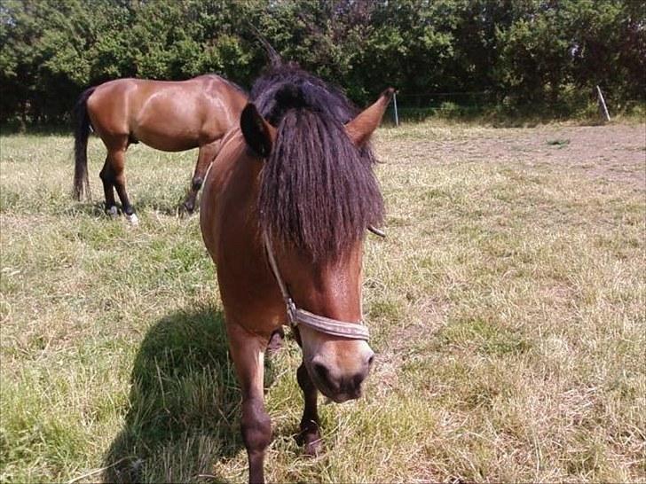 Anden særlig race Aagårdens Tess (Nullsen) - Jeg tror da nok lige hun skal have klippet lidt pande hår<3.. billede 4