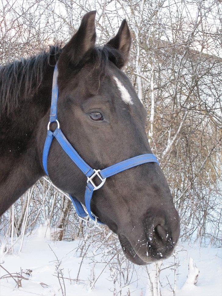 Oldenborg Castor II   (R.I.P)  <3 <3 billede 14