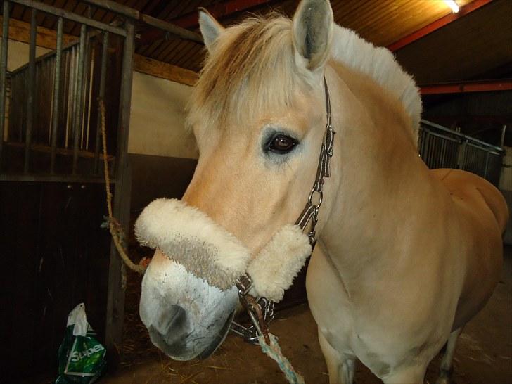 Fjordhest Skarregaardens Bjarke billede 9