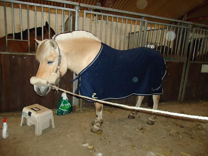 Fjordhest Skarregaardens Bjarke billede 10