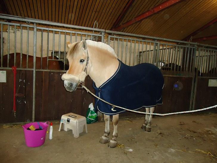 Fjordhest Skarregaardens Bjarke billede 11