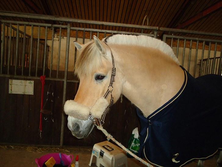 Fjordhest Skarregaardens Bjarke billede 13