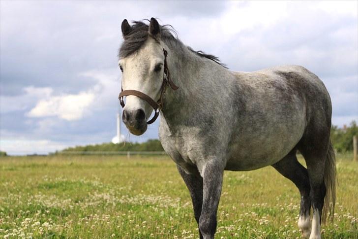 Welsh Pony (sec B) Lukas - Love is all you need billede 12