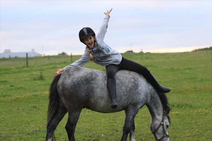 Welsh Pony (sec B) Lukas - Smil til verden og den smiler igen
Ridelejr 2010 billede 10