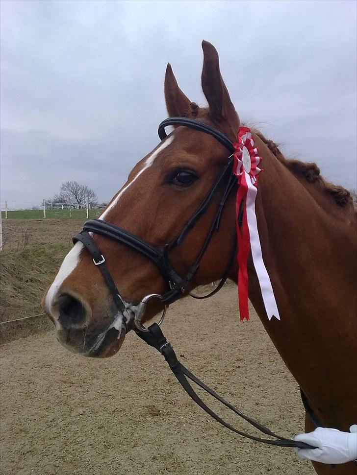 Anden særlig race Magnus billede 13