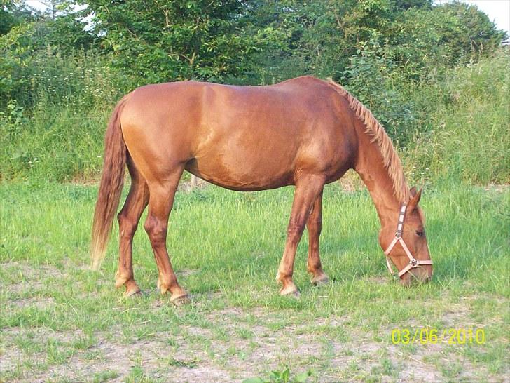 Frederiksborg vivaldi"s sunshine R.I.P - min helt store kærlighed billede 16
