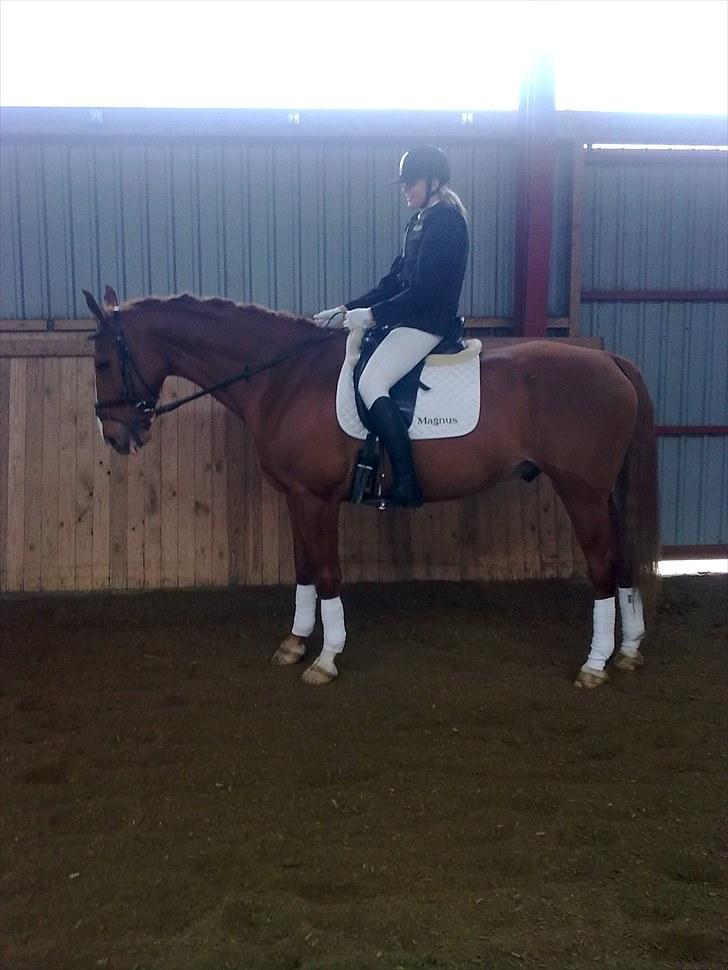 Anden særlig race Magnus billede 14