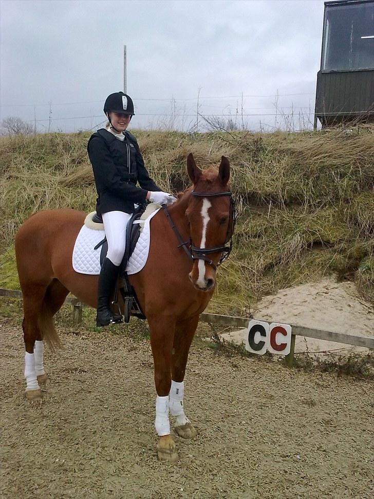 Anden særlig race Magnus billede 16