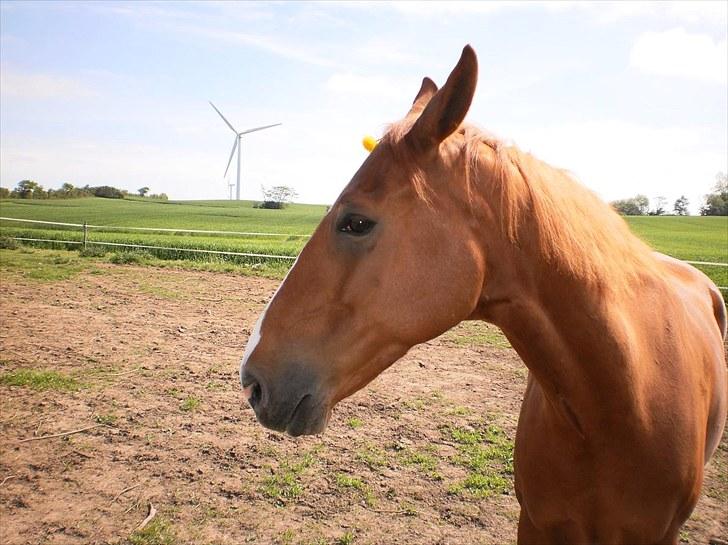 Anden særlig race Magnus billede 17