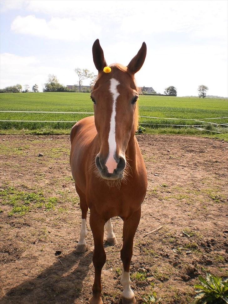 Anden særlig race Magnus billede 18