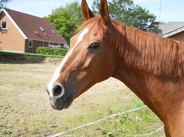 Anden særlig race Magnus billede 19