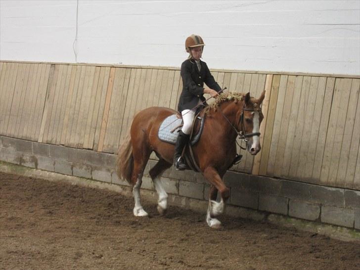 Welsh Cob (sec D) Whitesocks (White Feet) - dressur er jeg da også god til ikk´? . JO!<3 billede 9