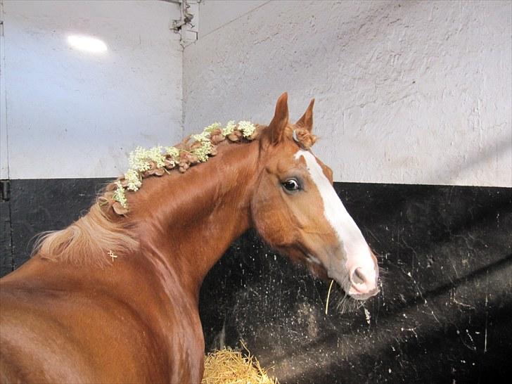 Welsh Cob (sec D) Whitesocks (White Feet) - er han ikke bare kær! før springstævne:) billede 10