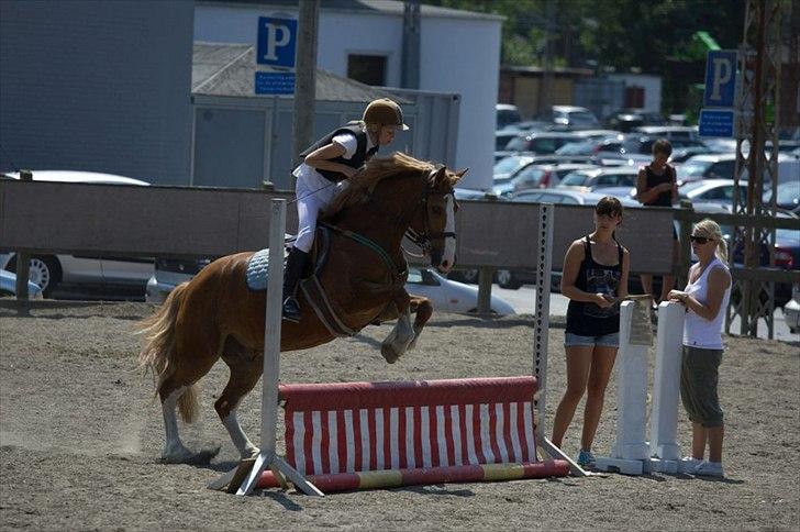 Welsh Cob (sec D) Whitesocks (White Feet) - Til stævne!!!!!!! <3 :)) :-)) billede 13