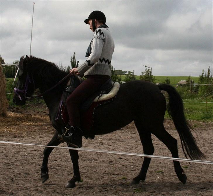 Anden særlig race Quite Beauty* solgt* - mig selv der rider Beauty billede 7