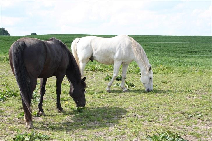 Shagya Araber (SH) Faisal - Juni 2010 En dejlig sommerdag på folden med "kammierne" billede 14