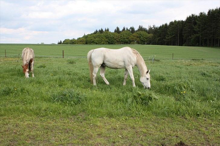 Shagya Araber (SH) Faisal - Juni 2010 En dejlig sommerdag på folden med "kammierne" billede 15