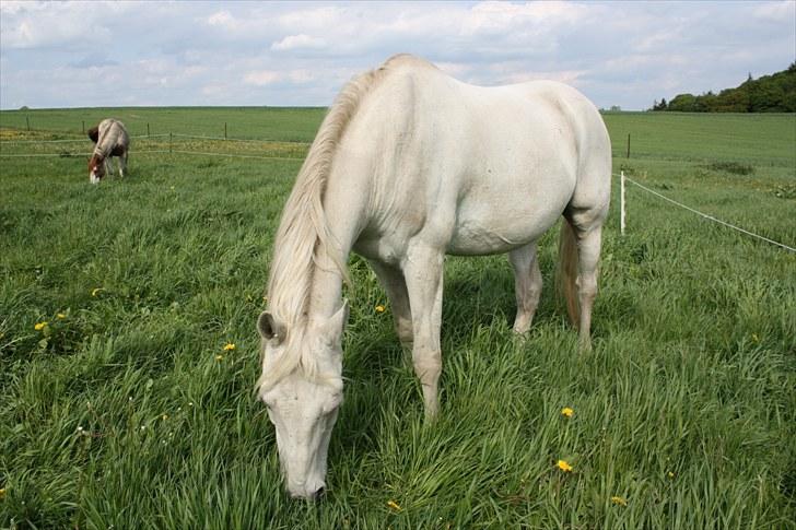 Shagya Araber (SH) Faisal billede 16