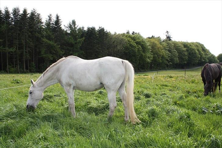 Shagya Araber (SH) Faisal billede 17