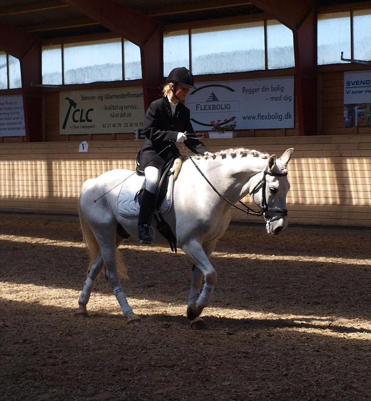 Anden særlig race Silverlea Picasso-gl.part - dygtig ponydreng <3 juni 2010 billede 10