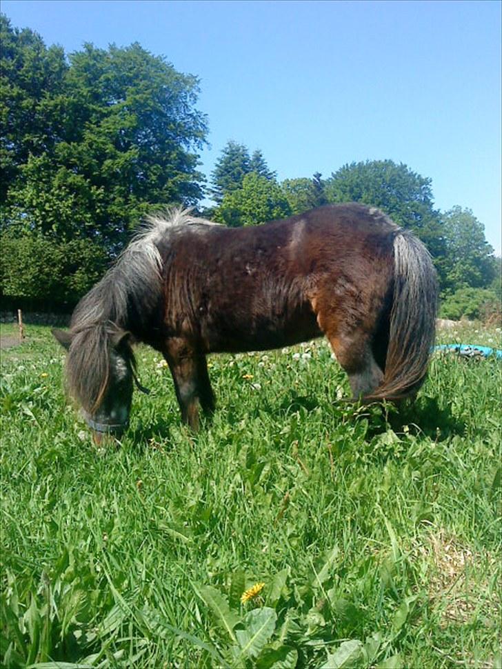 Shetlænder Bamse *R.I.P* 26/1 2012 :/ - Dejlige tøs! billede 14