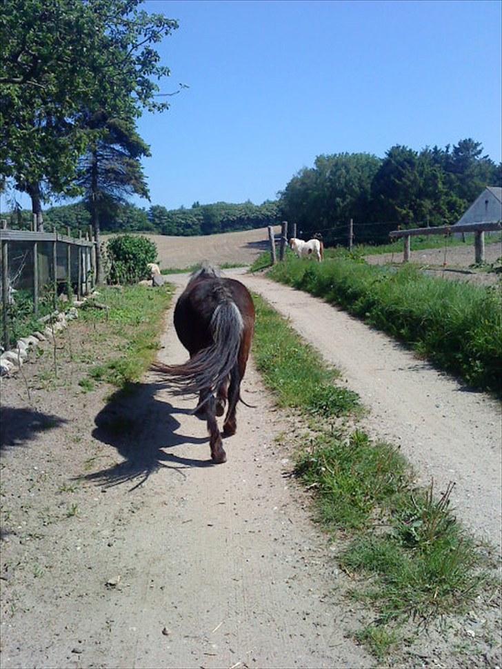 Shetlænder Bamse *R.I.P* 26/1 2012 :/ - Bamse finder selv hen til folden :) billede 15