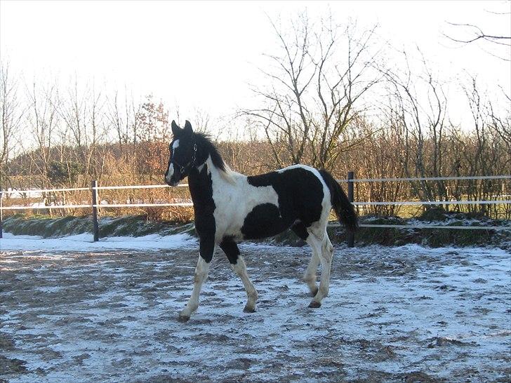 Barockpinto Alexander SOLGT - 10 mdr. gammel billede 18