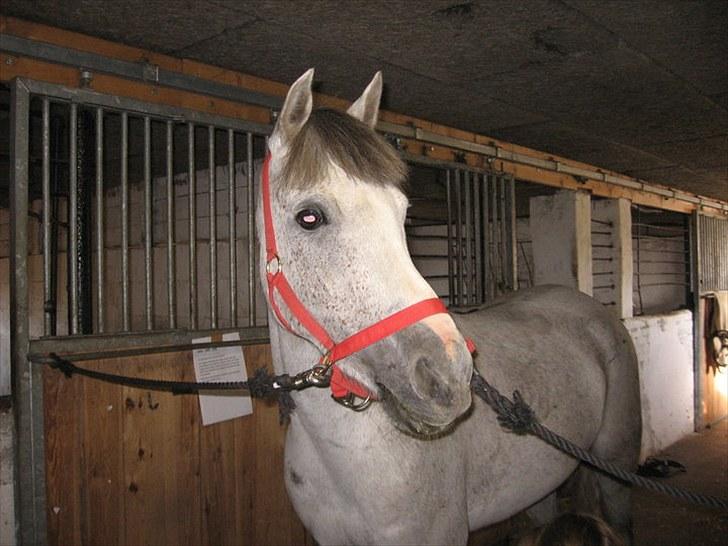 Hollandsk Sportspony Shakira billede 11