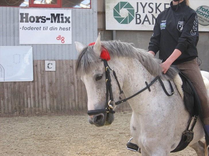 Hollandsk Sportspony Shakira billede 10