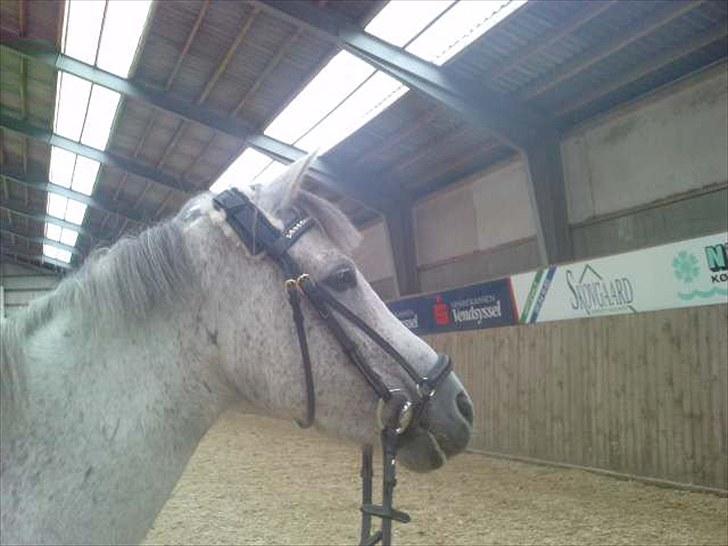 Hollandsk Sportspony Shakira billede 12