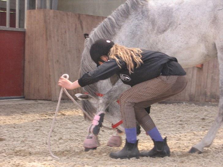 Hollandsk Sportspony Shakira billede 13