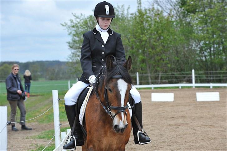 Welsh Cob (sec D) Monty(hannibal) SOLGT! s; - Stævne :D JORK billede 20