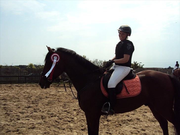 Dansk Varmblod Nørremøllehøjs Ali SOLGT - En 1. plads i LC i Bryndumdam! billede 1