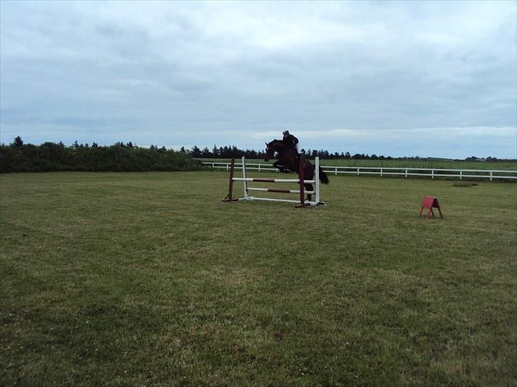 Dansk Varmblod Nørremøllehøjs Ali SOLGT - Til stævne i Tobøl billede 2