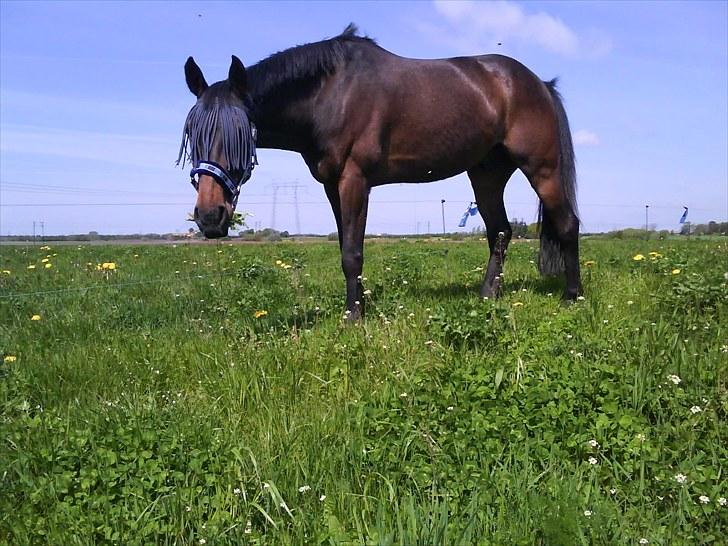 Anden særlig race Manse<33 billede 12