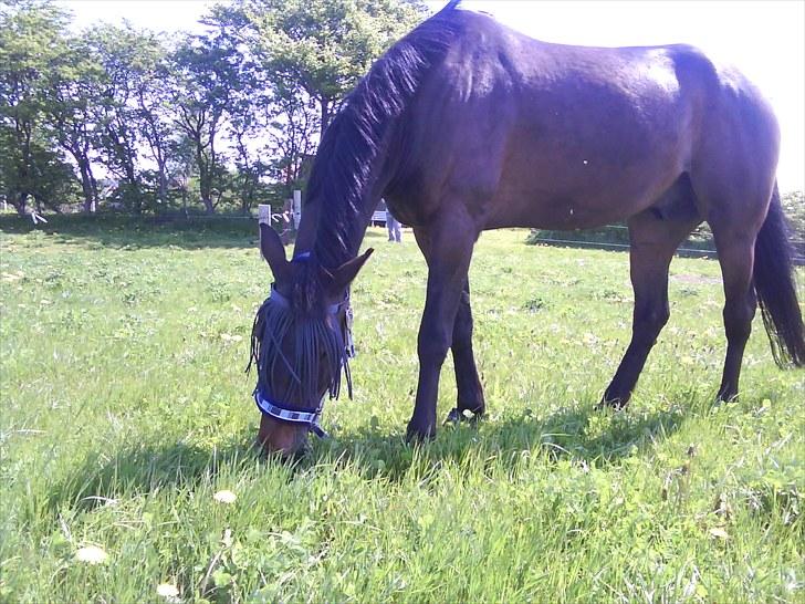 Anden særlig race Manse<33 billede 13